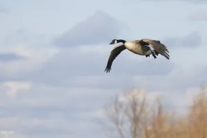 bigstock-Landing-Goose-34604204