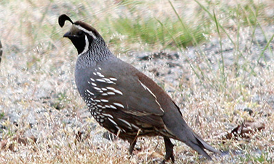 7-oregon-hunt—-quail