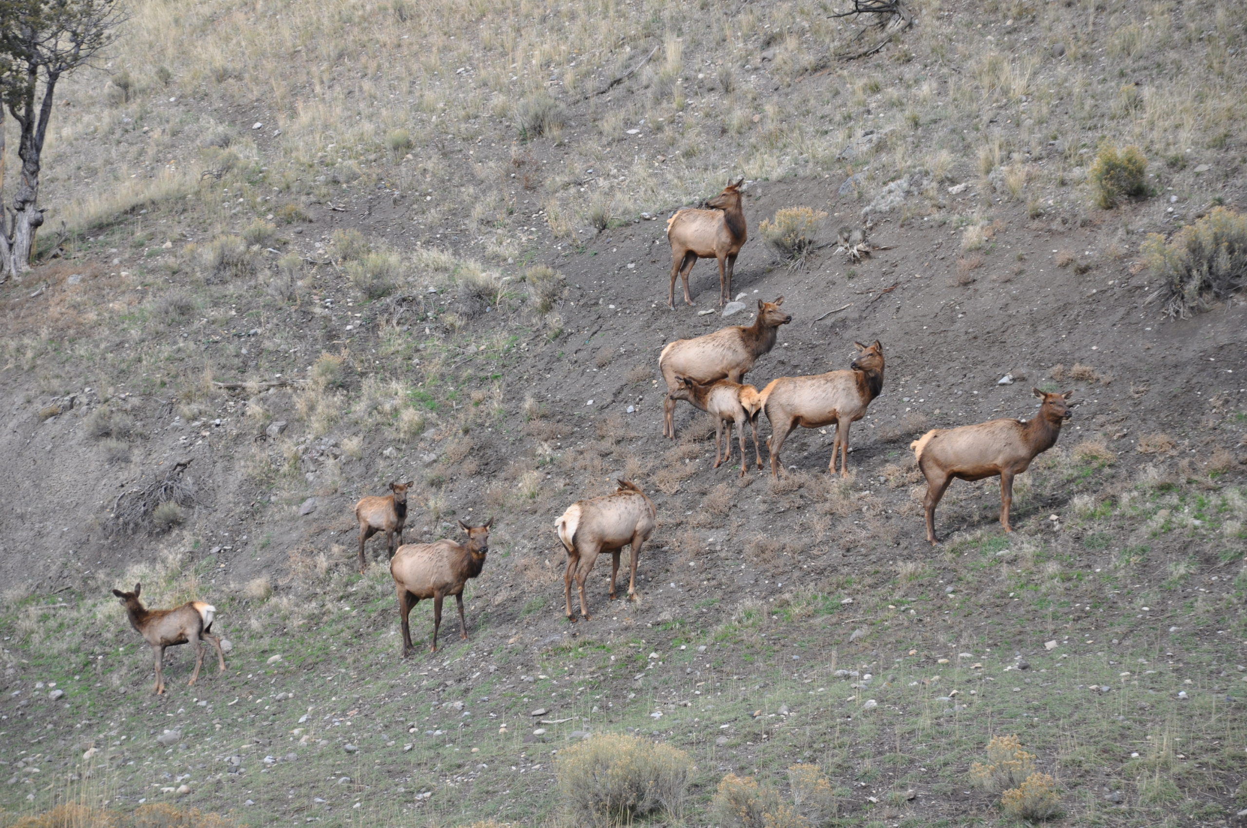 Animals to Hunt in Oregon