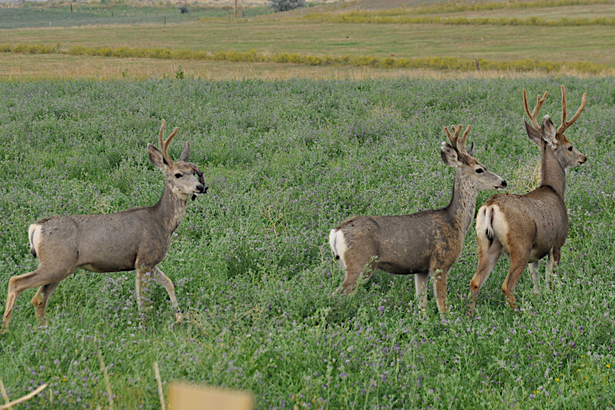 Animals to Hunt in Oregon