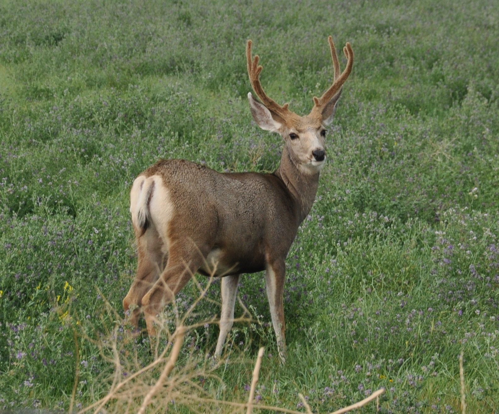 Animals to Hunt in Oregon