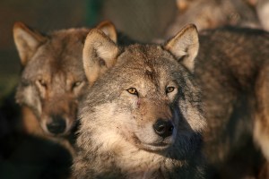 bigstock-Grey-Wolf-4643743