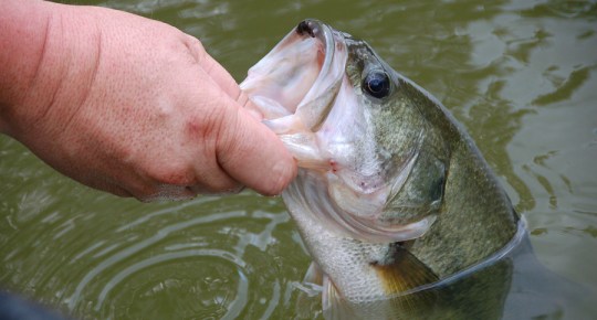 featured-ht-catch-a-bass