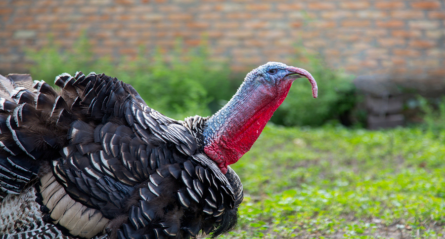 turkey vs. UPS