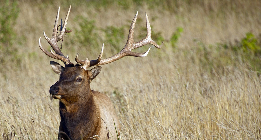 over the counter elk hunting