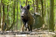 This is Best Shot You'll Ever See on a Wild Hog - Wide Open Spaces