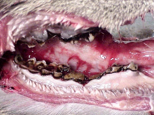 deer_teeth_11yrold_26631_7