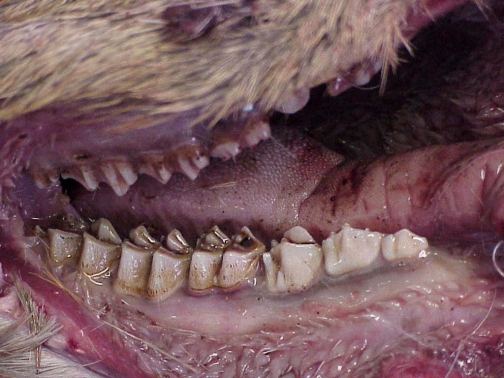 deer_teeth_1yroldallrepl3_26646_7