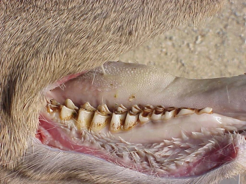 deer_teeth_1yroldnorepl_26615_7