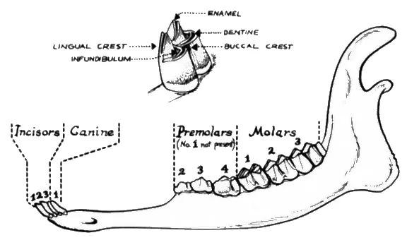 deer_teeth_26638_7