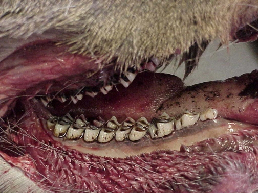 deer_teeth_4yrold_26624_7