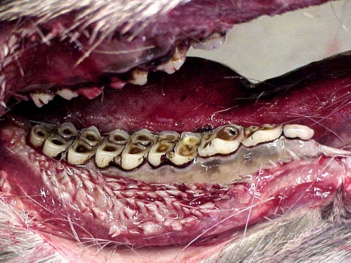 deer_teeth_8yrold_26629_7