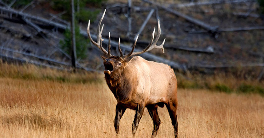 over the counter elk hunting