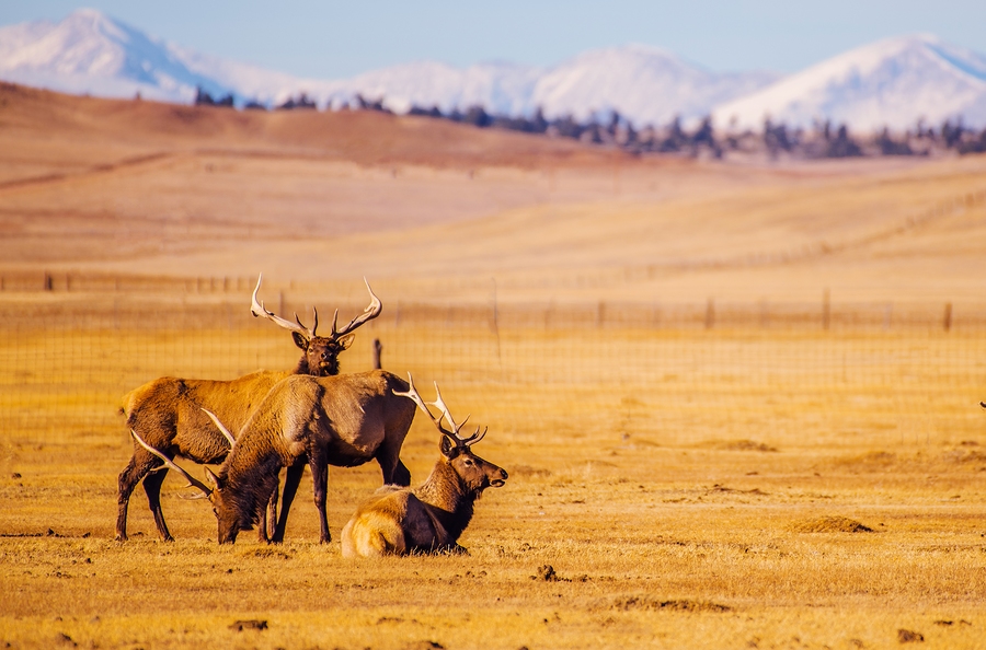 over the counter elk hunting