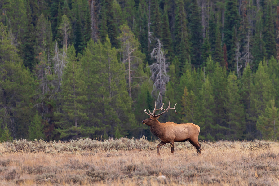 over the counter elk hunting