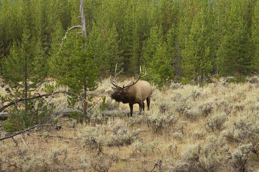 over the counter elk hunting