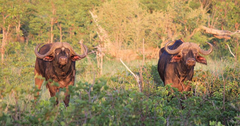 Best countries hunting Africa