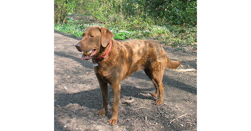 Chesapeakebayretriever