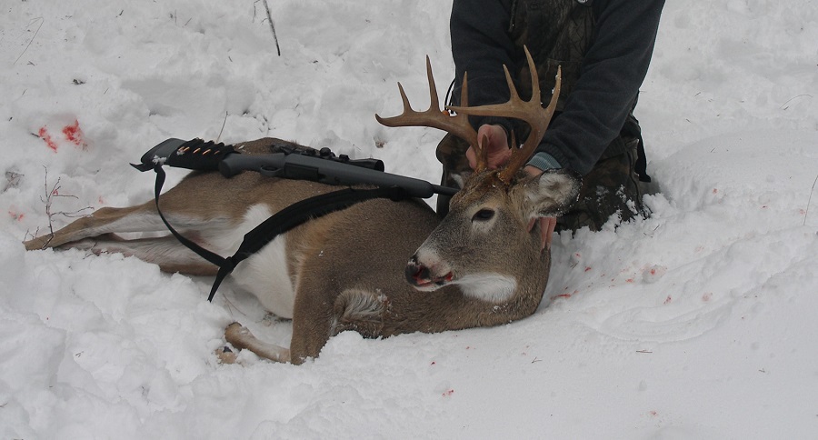 white-tailed deer hunting
