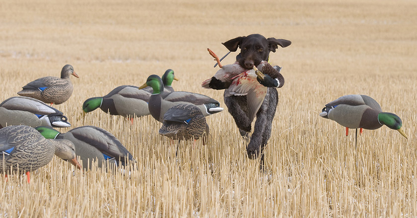 Hunting Dog Names