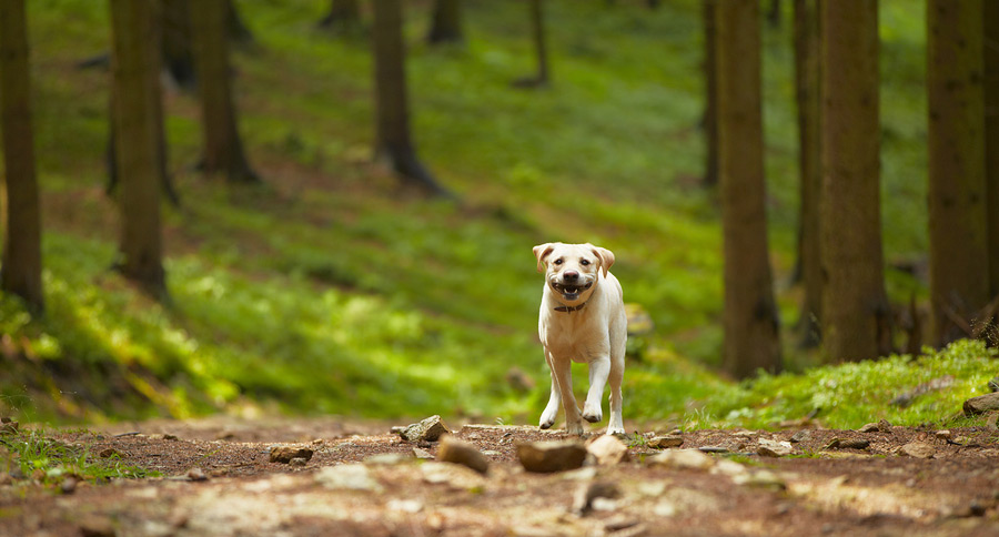 Hunting Dog Names