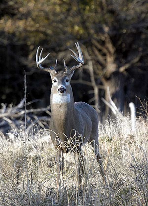white tailed deer hunting