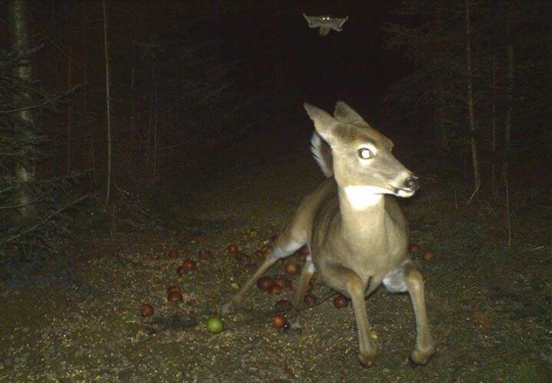 "Nah-nah-nah-nah-nah-nah-nah-nah-nah bat squirrel"