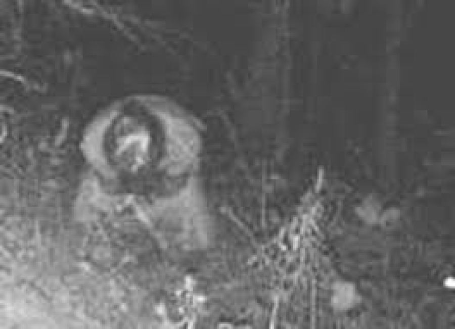 Maybe his blood trail ran cold? Image courtesy of tigerdoppings.com