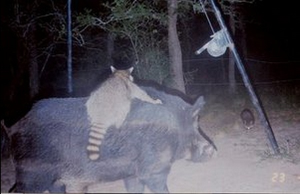 best trail cam photos