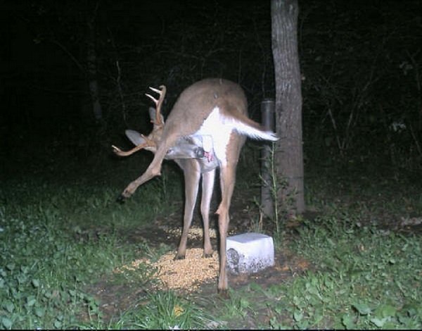 best trail cam photos