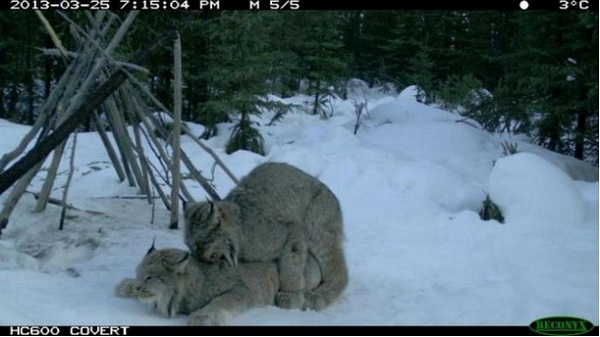 best trail cam photos