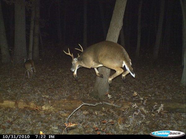 best trail cam photos