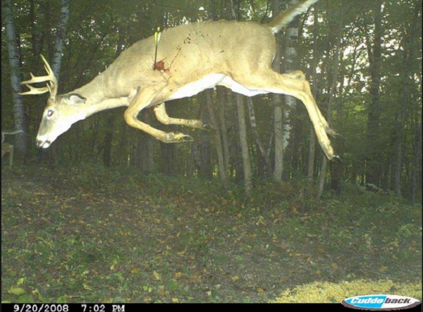 best trail cam photos