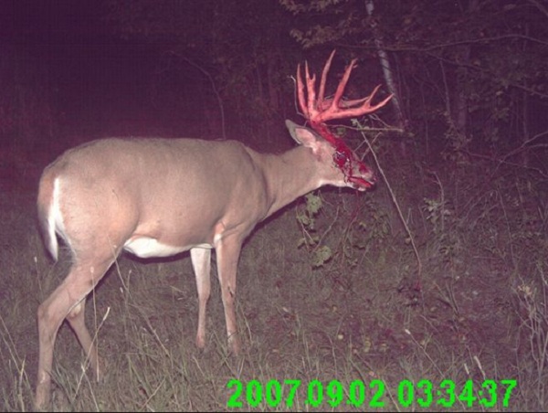 best trail cam photos