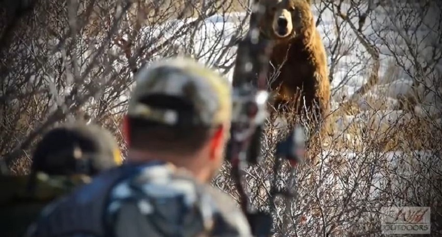 Archery Hunt for Brown Bear