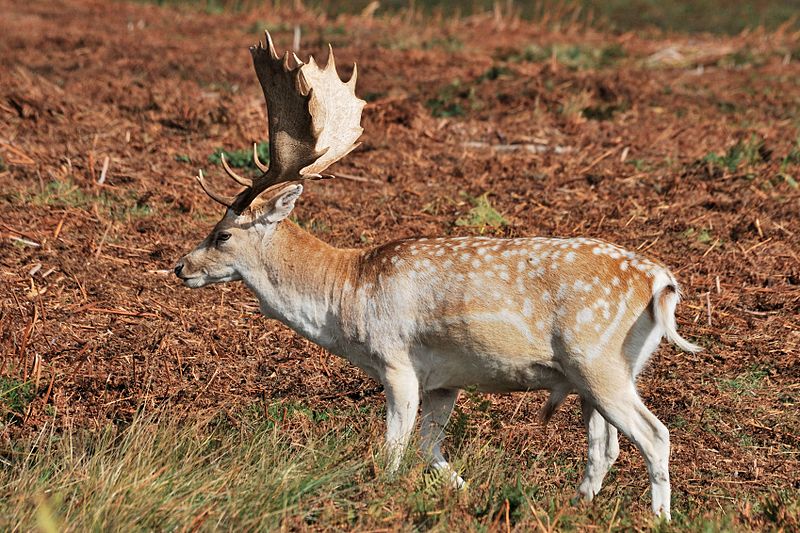 Big Game Hunts in Places Other Than Africa england fallow deer