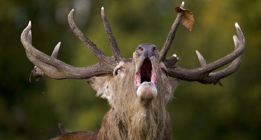 Big Game Hunts in Places Other Than Africa red deer featured