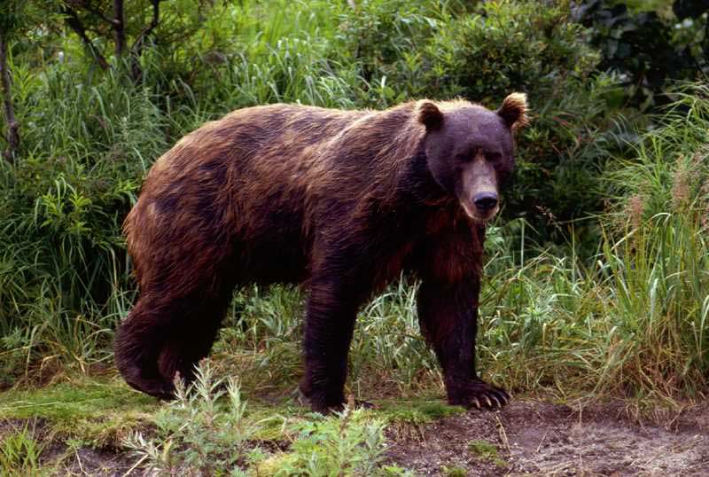 Big Game Hunts in Places Other Than Africa russia brown bear