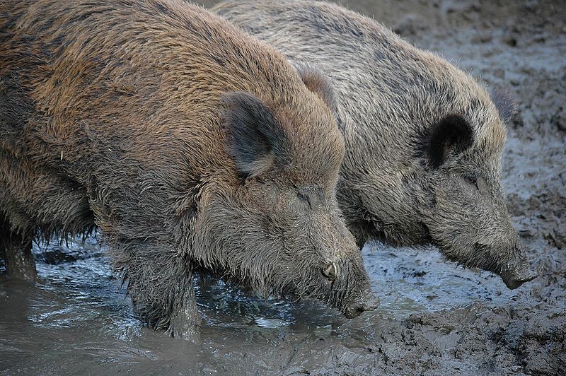 Big Game Hunts in Places Other Than Africa wild boar argentina