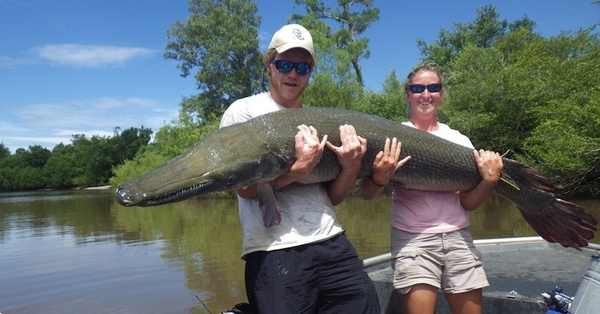 Texas alligator gar