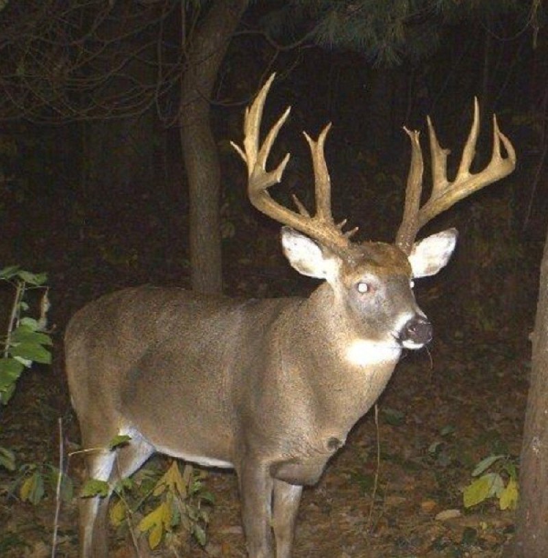 trail cam