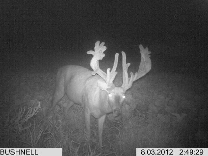 trail cam