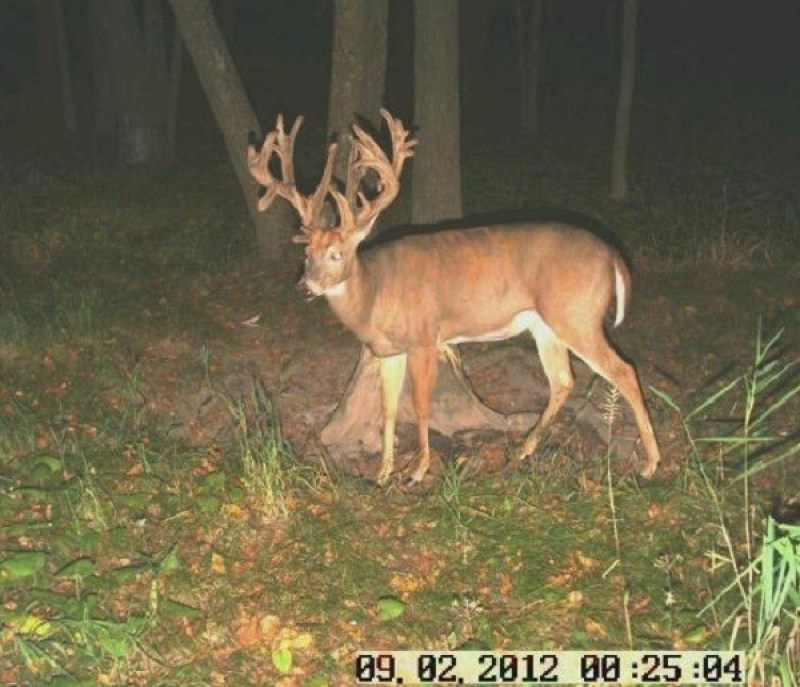 trail cam