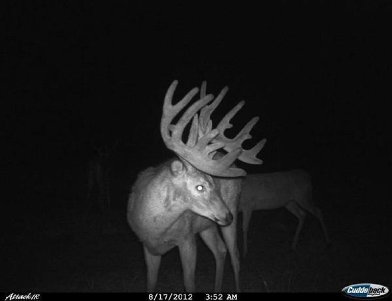 trail cam