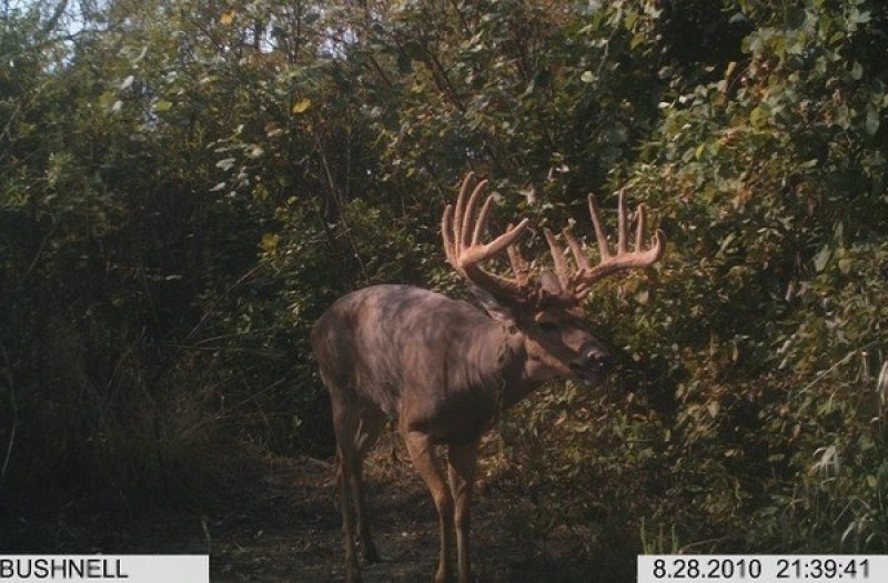 trail cam