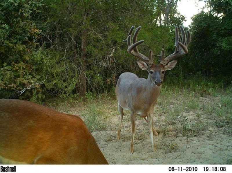 trail cam