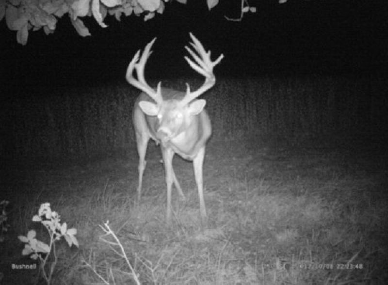 trail cam