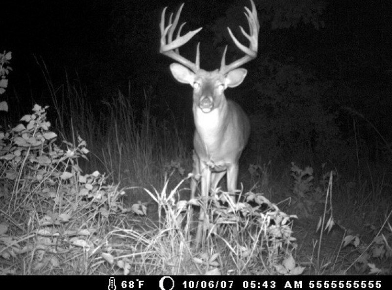 trail cam