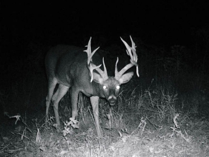 trail cam