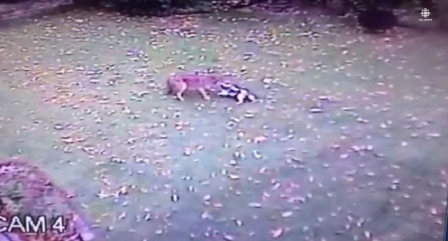 coyote attack